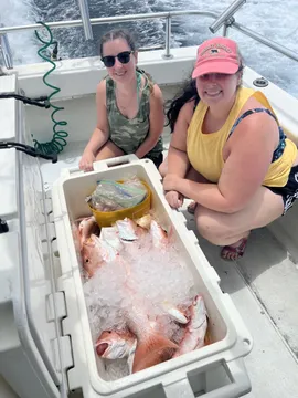 Iced down Snappers