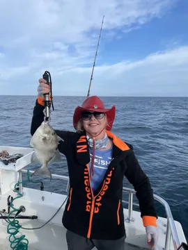 Nice Gray Triggerfish